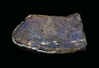 藏品(象牙齒板)的圖片